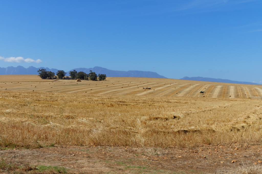 03 - Bontebok NP (1).jpg